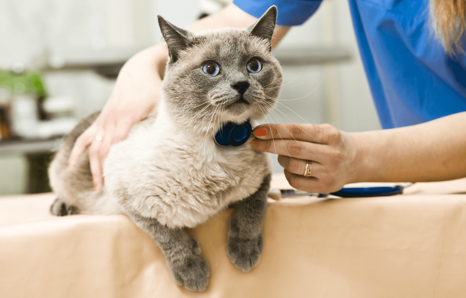 Racecourse Road Veterinary Clinic - Pakenham , Australia