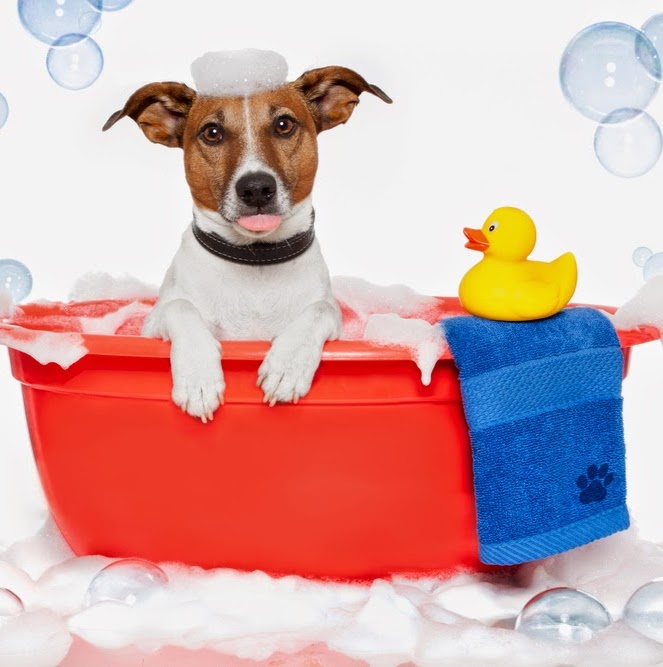 Community Veterinary Clinic - Plain City , United States