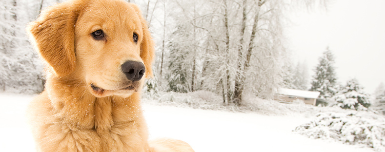 The Animal House Pet Clinic - Green Bay , United States