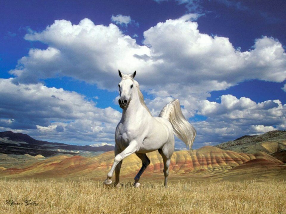 Awesome Care Veterinary And Laser Center - Oklahoma City , United States