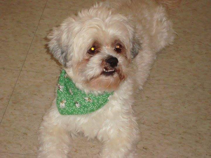 Sherwood Park Animal Hospital - Beaconsfield , Canada
