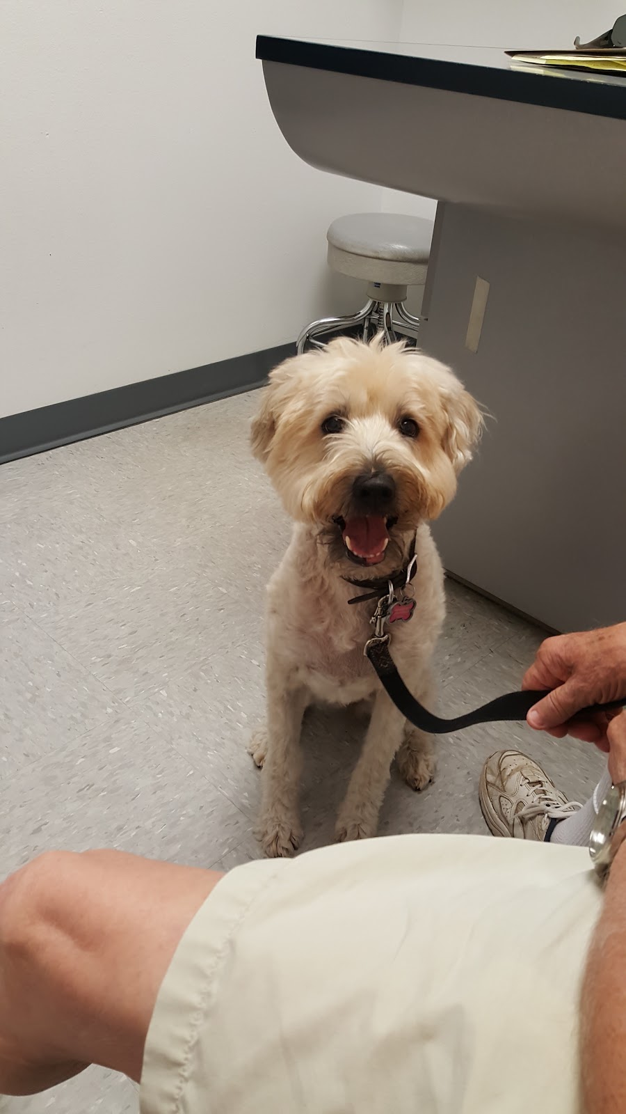Alisos Animal Hospital - Mission Viejo , United States