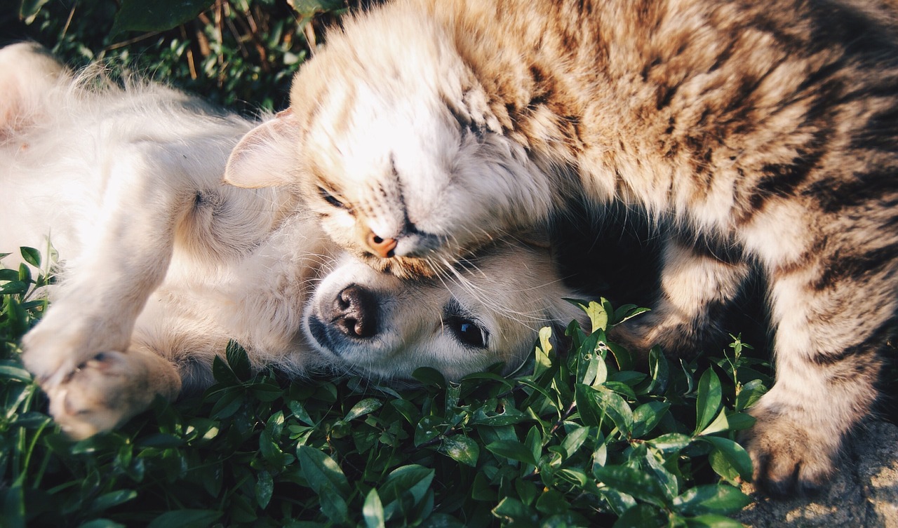 Emmerson Animal Hospital - Dorchester , United States