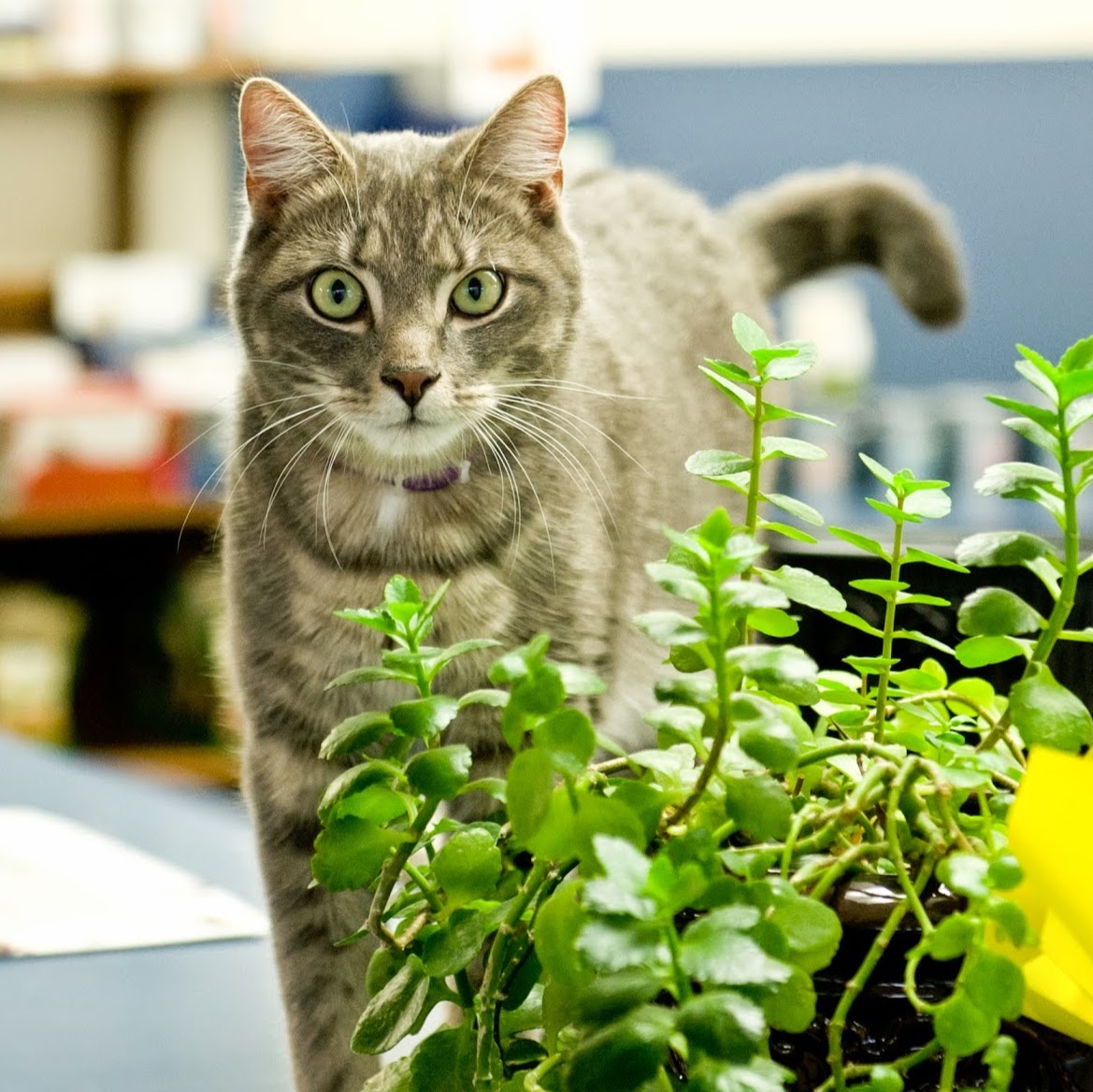 North Kingstown Animal Hospital - North Kingstown , United States