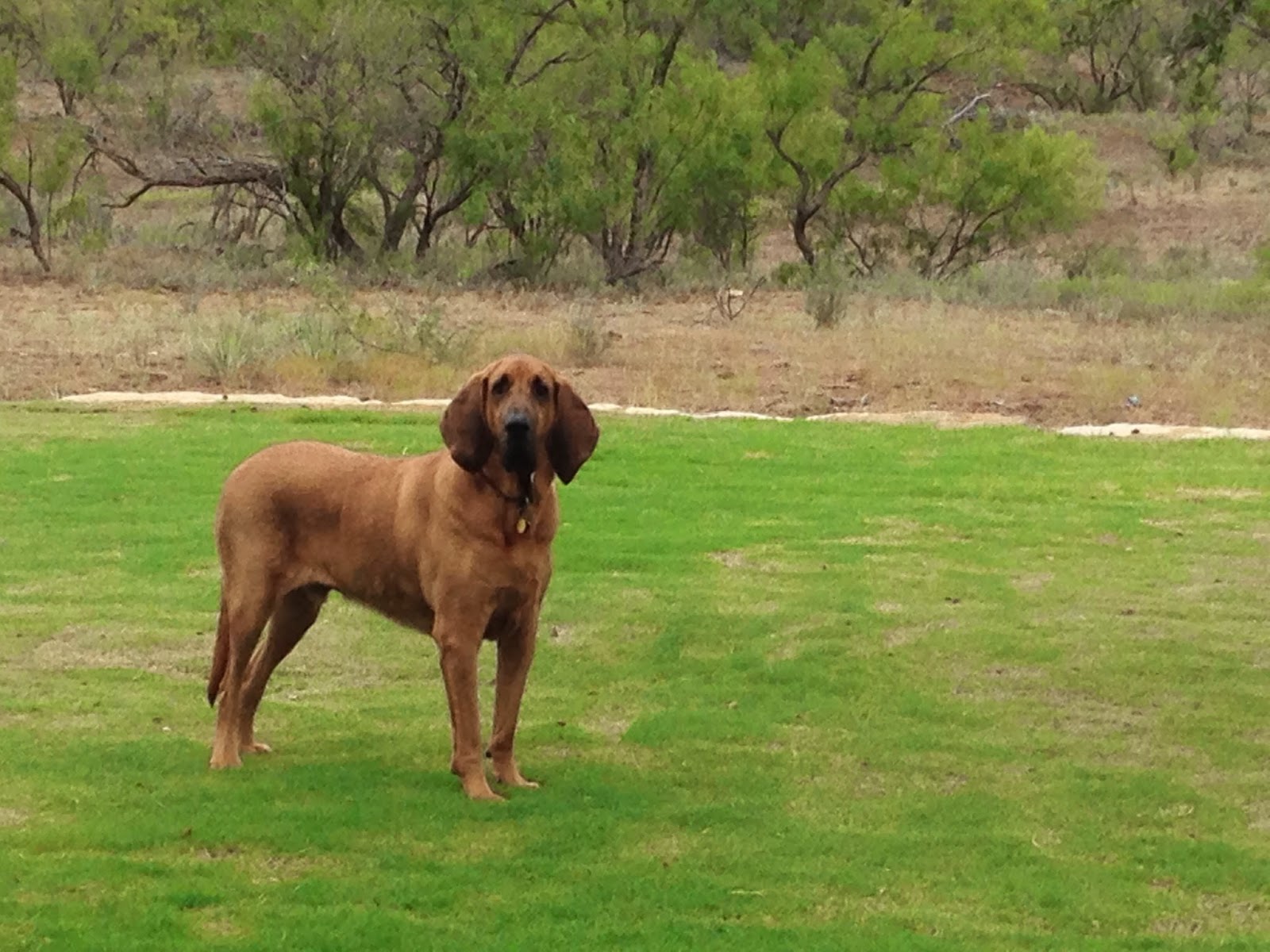 Key City Veterinary Clinic - Abilene , United States