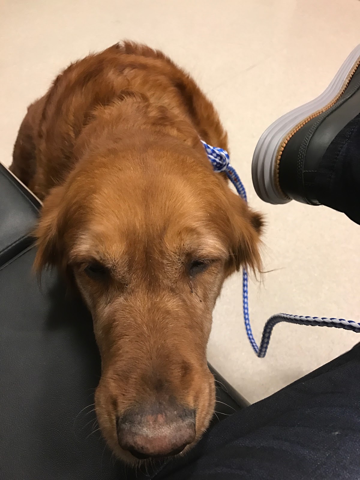 Animal Hospital The Pet Oasis - Boulder City , United States