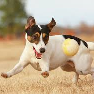 Westmount Animal Hospital - Kitchener , Canada
