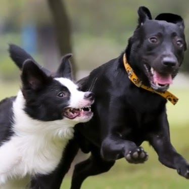 Fort Mill Animal Hospital - Fort Mill , United States