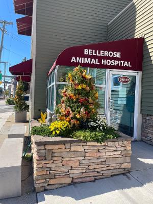 Bellerose Animal Hospital - Queens , United States