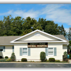 Abbott Road Animal Hospital - Orchard Park , United States