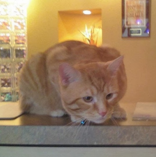 Valley Animal Hospital - Akron , United States