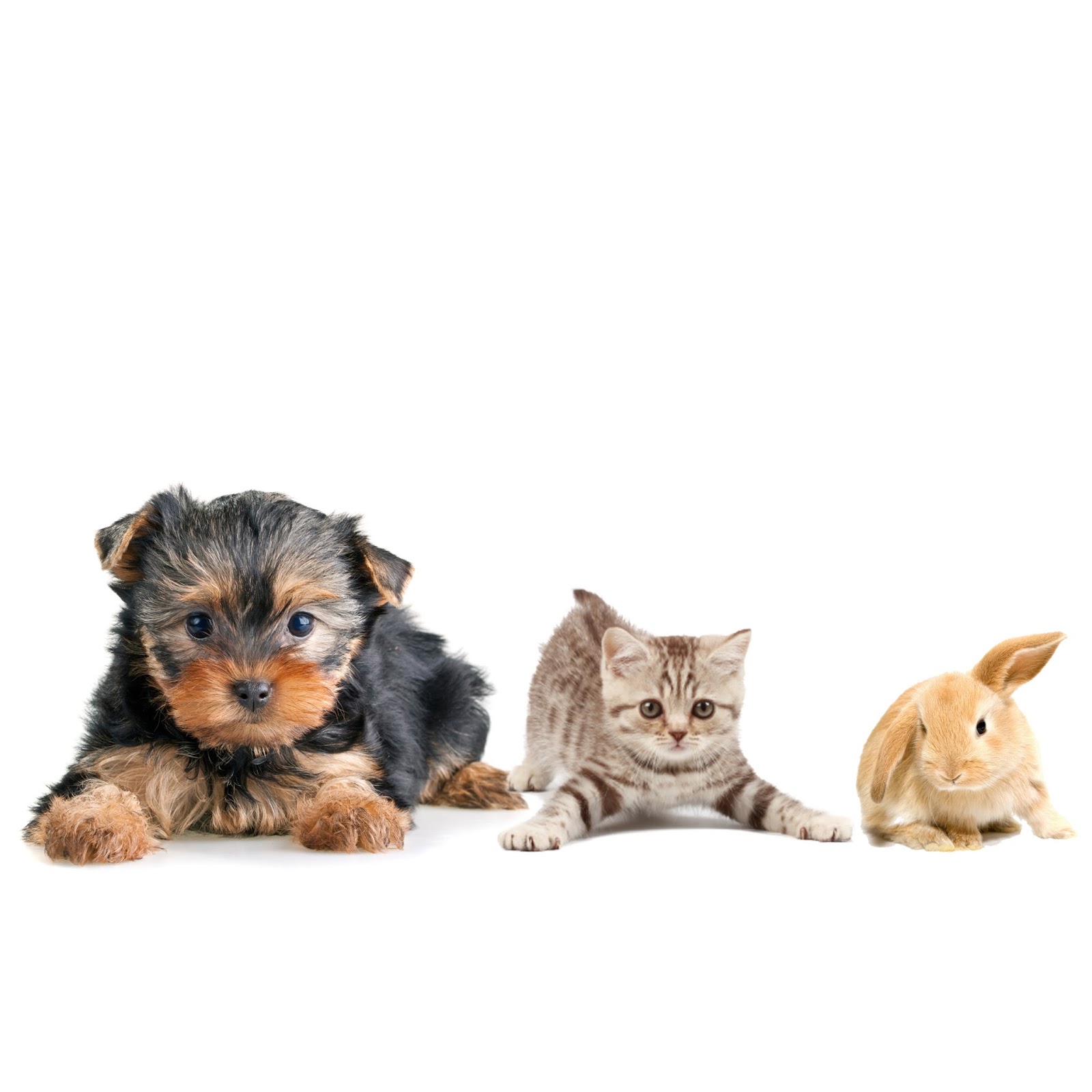 Bath Veterinary Group Bath Cat Clinic - Bath , United Kingdom