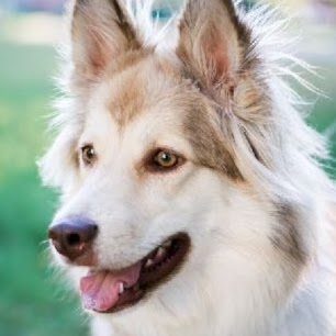 Holly Animal Hospital - Barrie , Canada