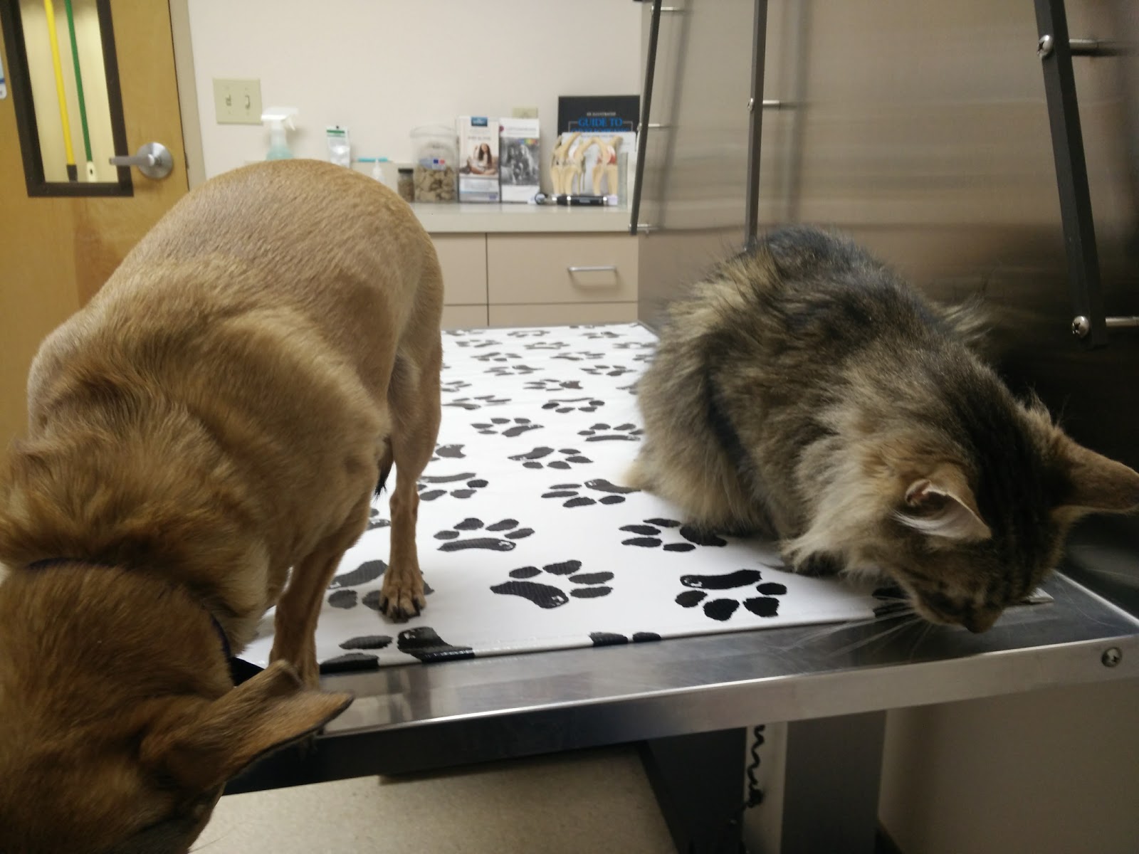 Aloha Dog And Cat Hospital - Beaverton , United States