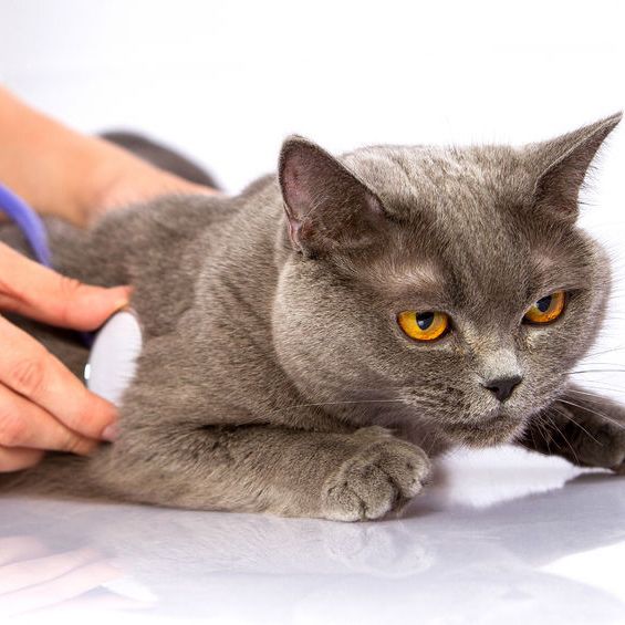 Lakeland Animal Clinic - Syracuse , United States