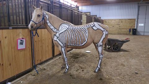 Dakota Large Animal Clinic - Harrisburg , United States