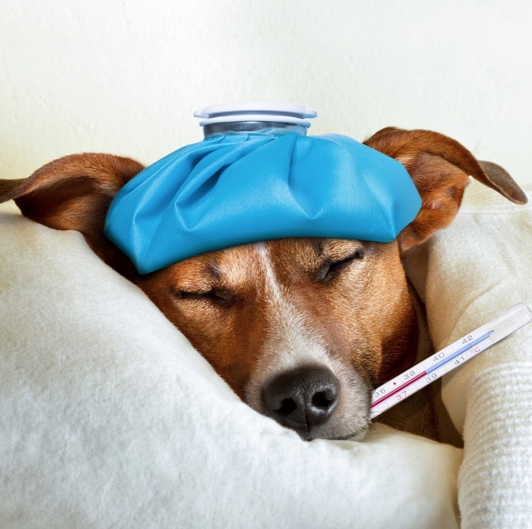 Creswick Veterinary Clinic - Creswick , Australia