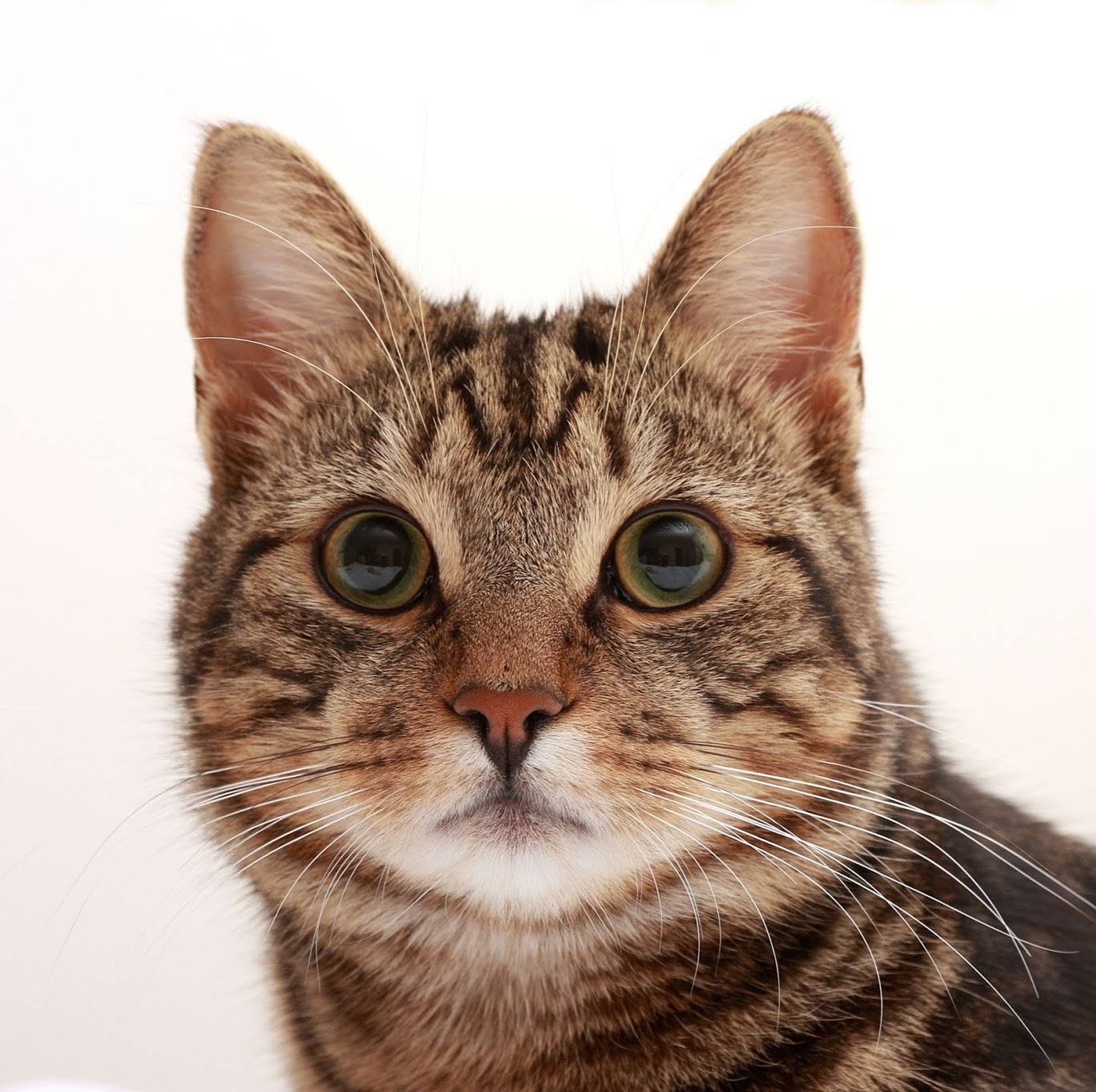 Aran Vet Clinic - Llangefni , United Kingdom