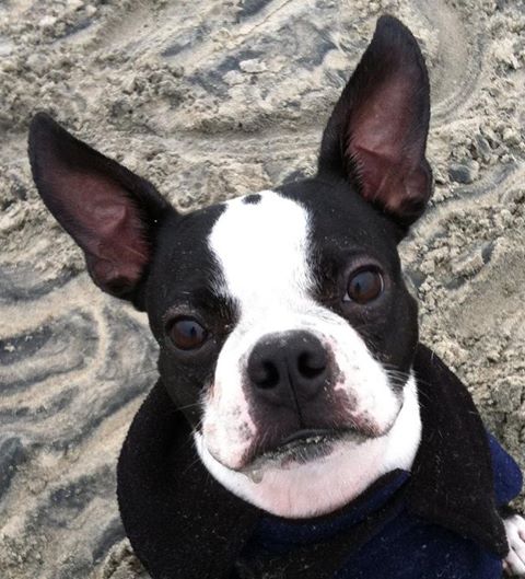 Steele Canyon Veterinary Clinic - Jamul , United States