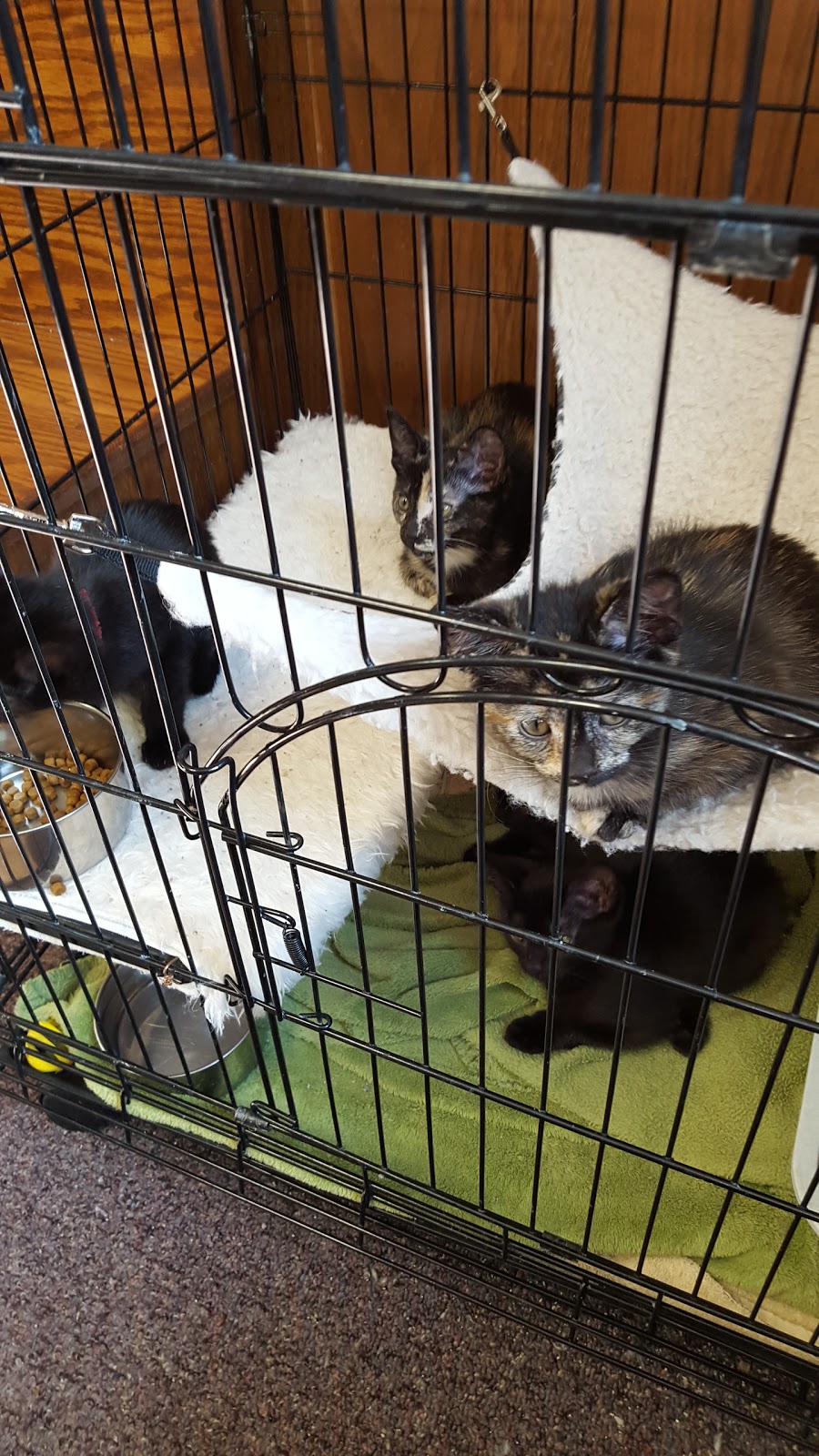Greenfield Veterinary Clinic - Greenfield , United States