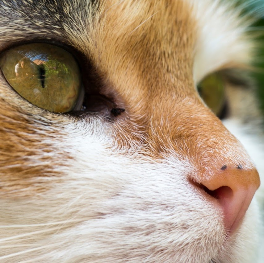 Carney Animal Hospital - Parkville , United States