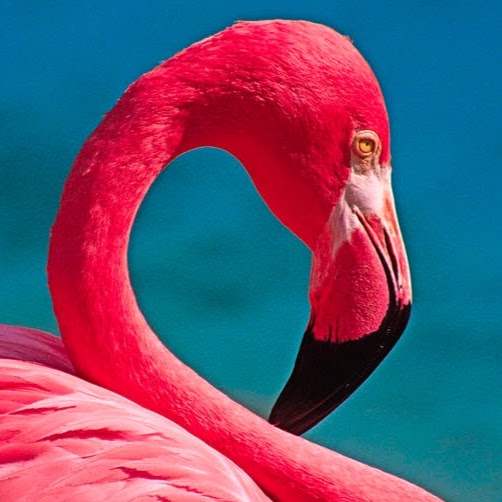 Flamingo Pet Clinic - Las Vegas , United States
