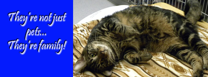 Mountain View Veterinary Hospital - Lacey , United States