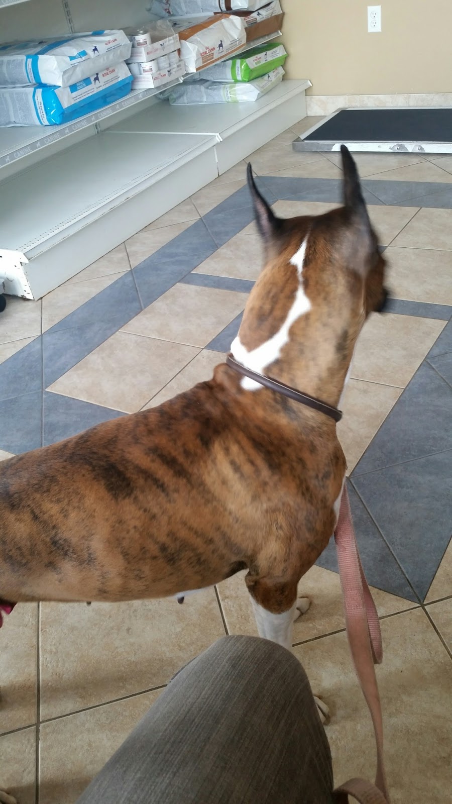 Rutherford Road And Hwy 400 Animal Hospital - Concord , Canada