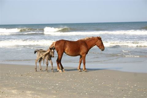 Dominion Equine Clinic - Suffolk , United States