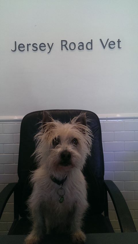 Jersey Road Veterinary Hospital - Woollahra , Australia