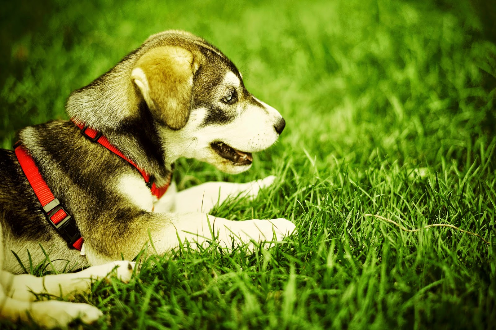 Paradise Animal Clinic - Hialeah , United States