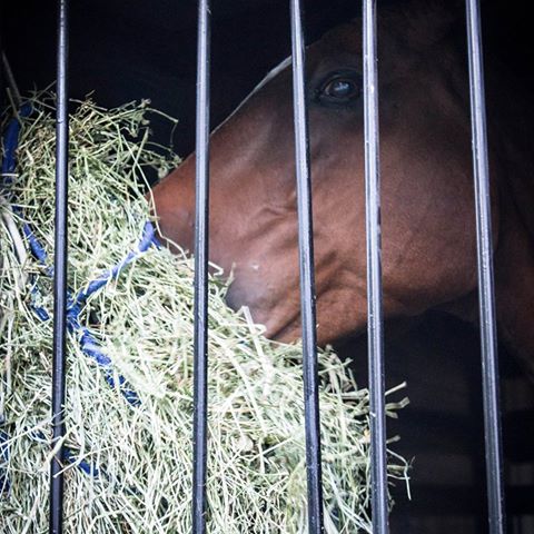 Southern Equine Service Jamie Carter Dvm - Aiken , United States