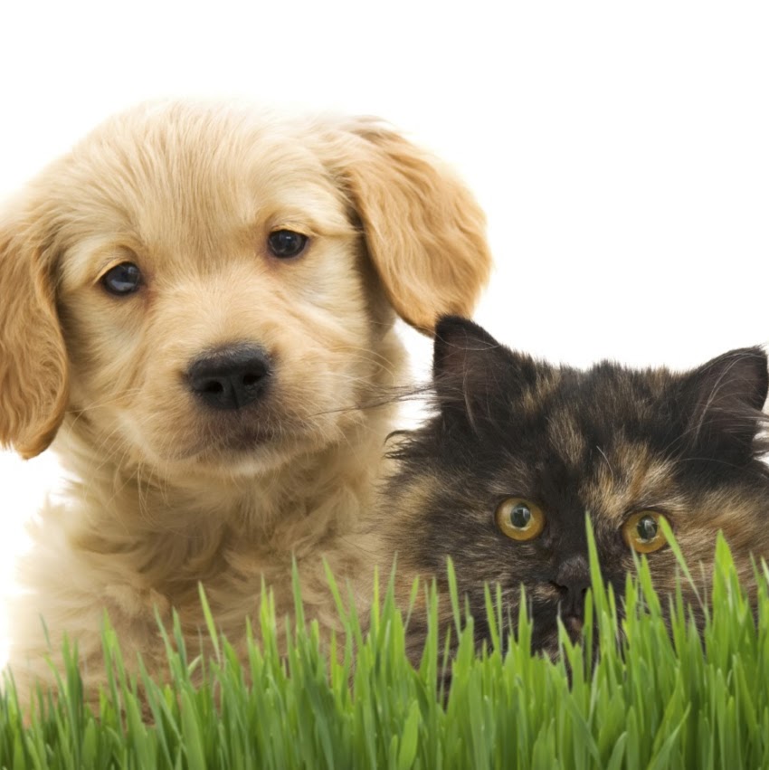 Southern Rockies Animal Emergency + Specialty - Colorado Springs , United States