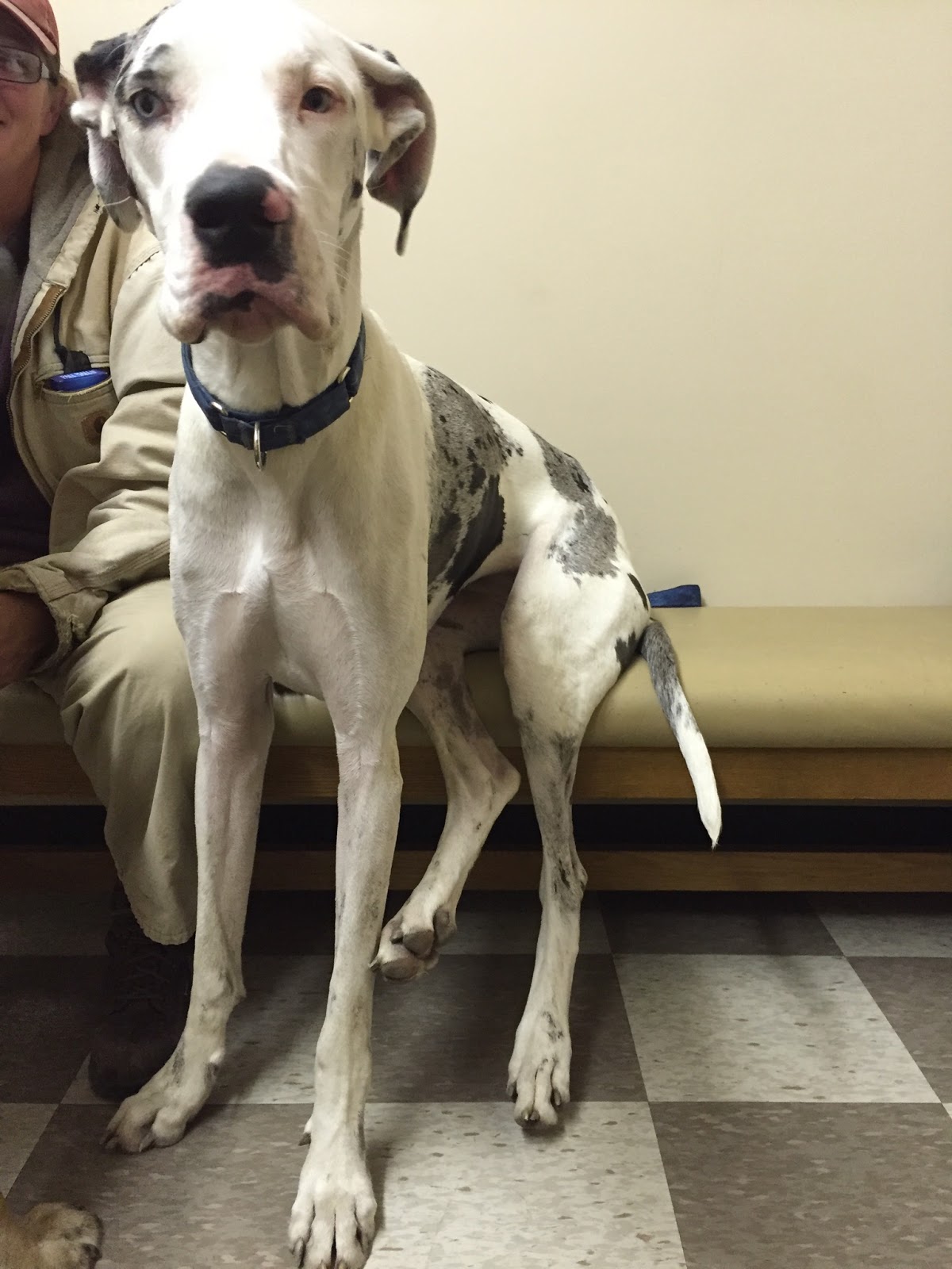 Grandview Animal Hospital - Grandview , United States