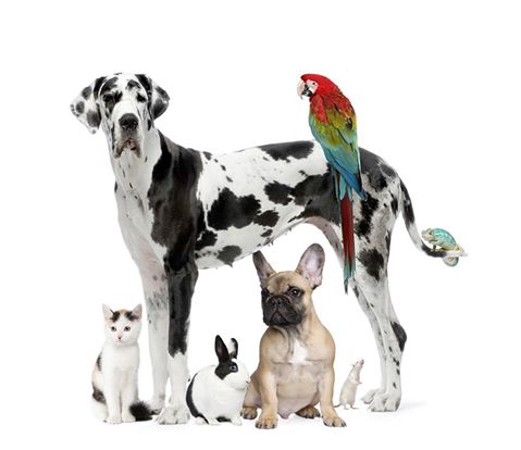 Countryside Veterinary Clinic - Opelika , United States