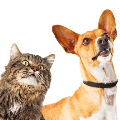 Pilchuck Veterinary Hospital Small Animal - Snohomish , United States