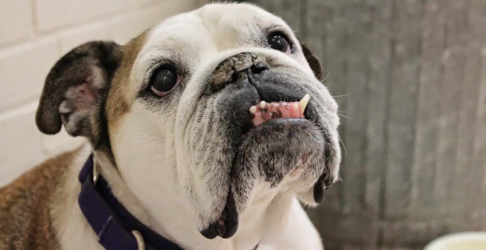 Millis Animal Hospital - Richmond Heights , United States