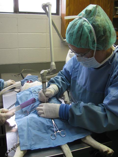 Animal Clinic Stewart County - Dover , United States
