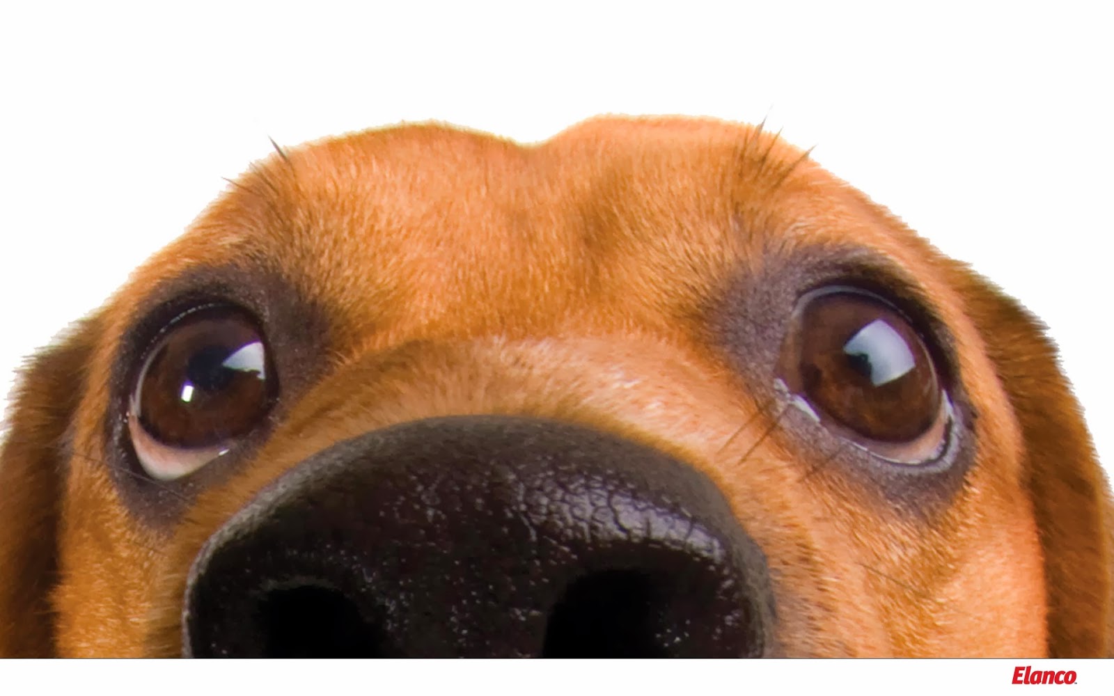 Bellevue Animal Hospital - Nashville , United States