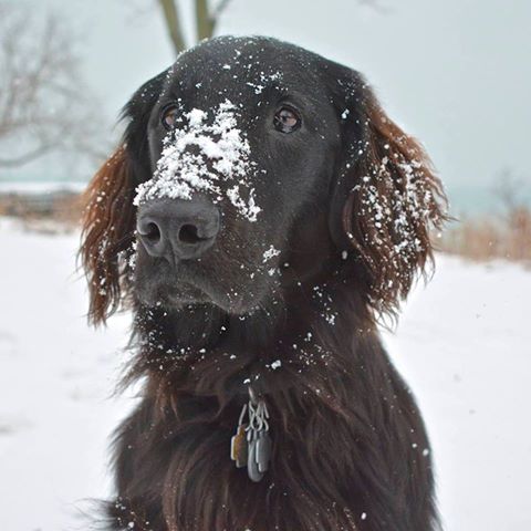 Winnetka Animal Hospital - Winnetka , United States