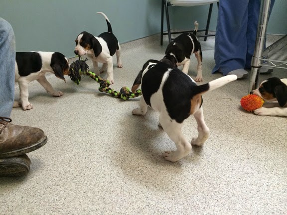 Black Earth Veterinary Clinic - Black Earth , United States