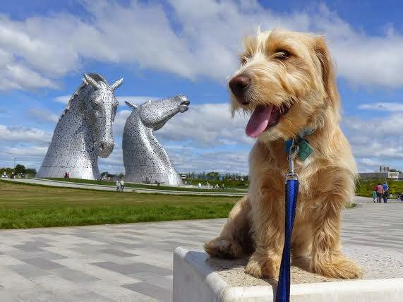 Westport Vets Linlithgow - Linlithgow , United Kingdom