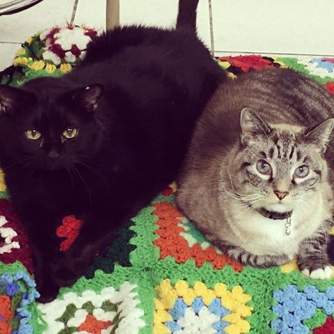 Fort Road Animal Clinic - Saint Paul , United States