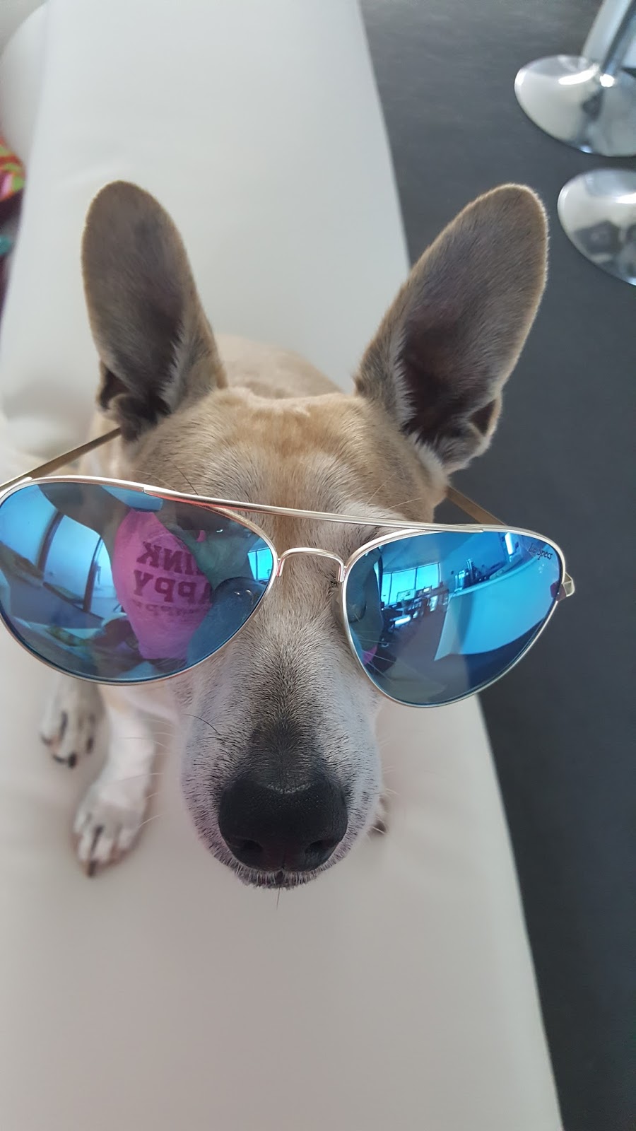 Coomera Veterinary Surgery - Upper Coomera , Australia
