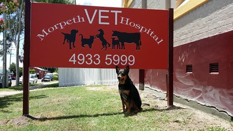 Morpeth Veterinary Hospital - Morpeth , Australia