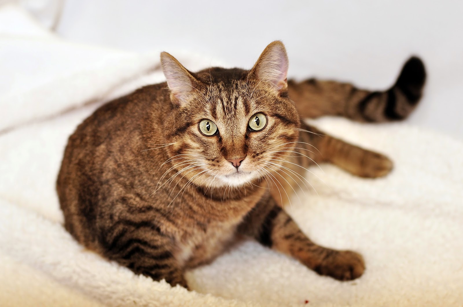 South Ridge Animal Clinic - Lincoln , United States