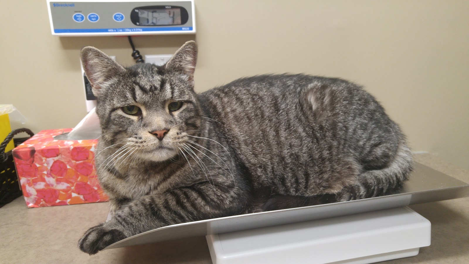 Wild Rose Cat Clinic Of Calgary - Calgary , Canada