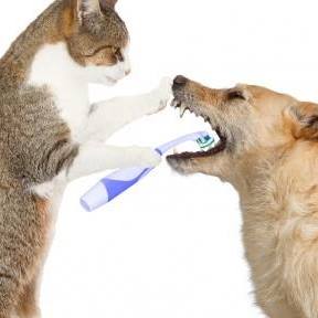 Forest View Animal Hospital - Hoffman Estates , United States