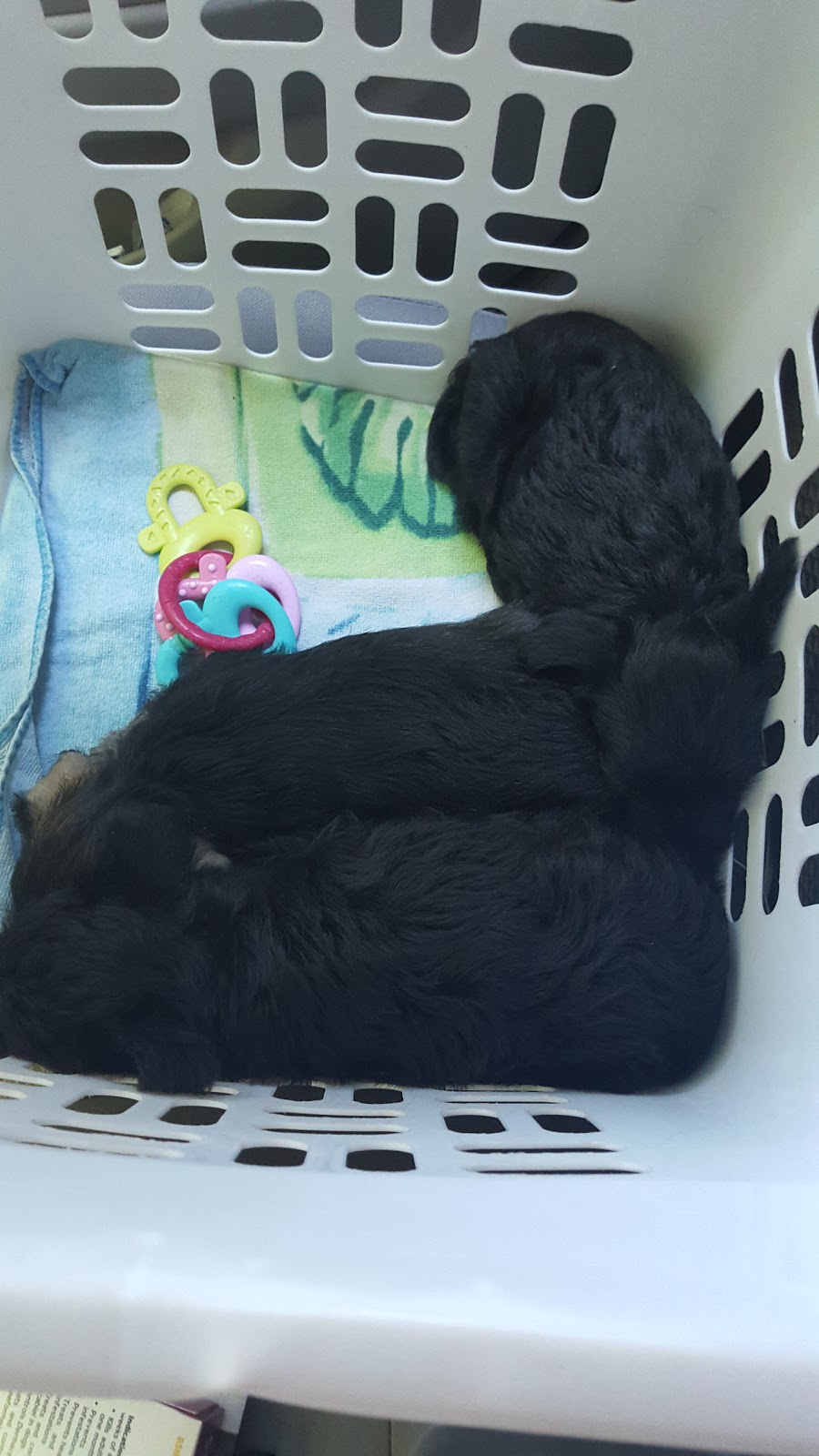 Coconut Grove Animal Clinic - Miami , United States