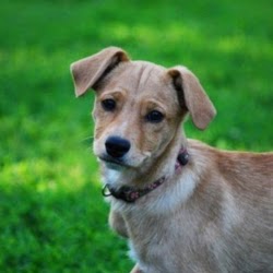 Bullitt County Veterinary Center - Shepherdsville , United States